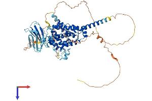 AlphaFold protein structure predicition of Human Recombinant SHQ1 Protein, UniprotID Q6PI26