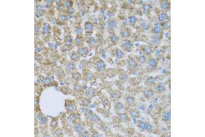 Immunohistochemistry of paraffin-embedded mouse liver using COX6A1 antibody. (COX6A1 anticorps  (AA 25-109))