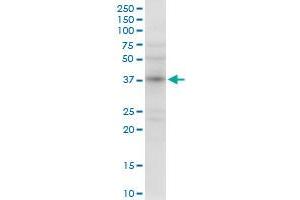 NMI MaxPab rabbit polyclonal antibody. (NMI anticorps  (AA 1-307))
