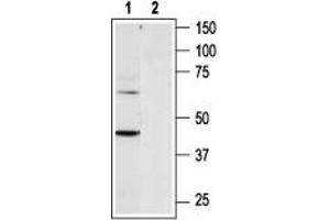 Western blot analysis of rat heart membranes: - 1. (P2RY6 anticorps  (C-Term, Intracellular))