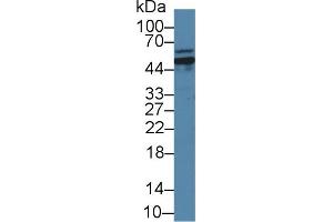 Western Blot; Sample: Human 293T cell lysate; Primary Ab: 2µg/ml Rabbit Anti-Mouse GLS Antibody Second Ab: 0.