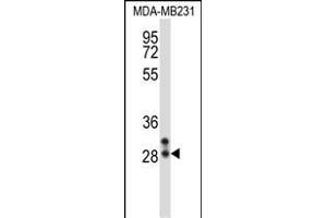 NEUROG2 Antibody (Center) (ABIN657940 and ABIN2846883) western blot analysis in MDA-M cell line lysates (35 μg/lane). (Neurogenin 2 anticorps  (AA 95-124))