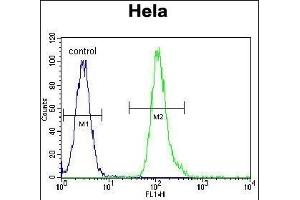 VIME Antibody (ABIN652639 and ABIN2842429) flow cytometric analysis of Hela cells (right histogram) compared to a negative control cell (left histogram). (Vimentin anticorps)
