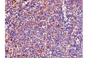 Immunohistochemistry of paraffin-embedded human lymph node tissue using ABIN7151053 at dilution of 1:100 (LNX1 anticorps  (AA 133-259))