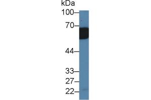 Western Blot; Sample: Mouse Serum; Primary Ab: 2µg/ml Rabbit Anti-Mouse IL18RAP Antibody Second Ab: 0.