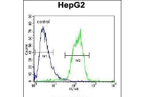Flow cytometric analysis of HepG2 cells (right histogram) compared to a negative control cell (left histogram). (ACOT11 anticorps  (C-Term))