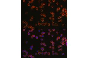 Immunofluorescence analysis of R. (TLR4 anticorps  (AA 500-600))