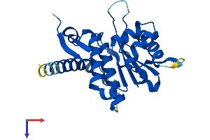 AlphaFold protein structure predicition of Mouse Recombinant Senp8 Protein, UniprotID Q9D2Z4