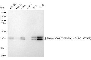 Western blotting analysis using Phospho-Erk1 (T202/Y204) + Erk2 (T185/Y187) antibody (ABIN7799452).