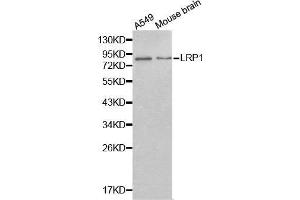Western blot analysis of extracts of various cell lines, using LRP1 antibody. (LRP1 anticorps  (AA 20-270))