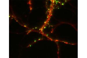 Immunostaining of a hippocampus neuron with anti-CASKIN 1 (dilution 1 : 2000; red) and fluorescence-labeled anti-synapsin (C3, dilution 1 : 500, green). (CASKIN1 anticorps  (AA 1416-1430))