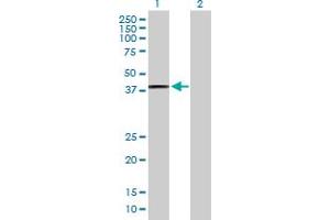 Western Blot analysis of PTGES2 expression in transfected 293T cell line by PTGES2 MaxPab polyclonal antibody.
