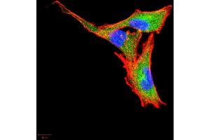 Immunofluorescence analysis of A549 cells using CSF3 mouse mAb (green).