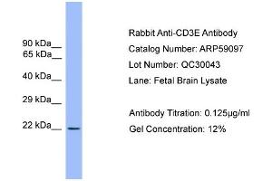 WB Suggested Anti-CD3E  Antibody Titration: 0. (CD3 epsilon anticorps  (Middle Region))