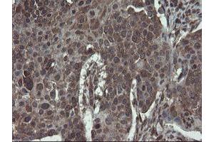 Image no. 11 for anti-Acyl-CoA Binding Domain Containing 3 (Acbd3) antibody (ABIN1498415)