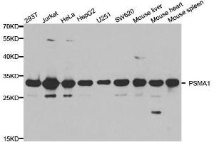 Western blot analysis of extracts of various cell lines, using PSMA1 antibody. (PSMA1 anticorps  (AA 1-263))