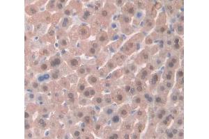 IHC-P analysis of Kidney tissue, with DAB staining. (TSC22D3 anticorps  (AA 1-137))