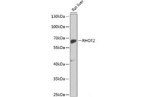 Western blot analysis of extracts of Rat liver using RHOT2 Polyclonal Antibody at dilution of 1:1000. (RHOT2 anticorps)