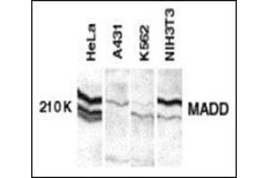 Western blot analysis of MADD in whole cell lysates from the indicated cell lines with MAAP30529PU-N at 1:250 dilution. (MADD anticorps  (C-Term))