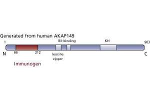Image no. 3 for anti-A Kinase (PRKA) Anchor Protein 1 (AKAP1) (AA 66-212) antibody (ABIN968136) (AKAP1 anticorps  (AA 66-212))