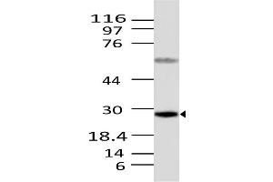 Image no. 1 for anti-Caspase 12 (Gene/pseudogene) (CASP12) (AA 100-321) antibody (ABIN5027075) (Caspase 12 anticorps  (AA 100-321))