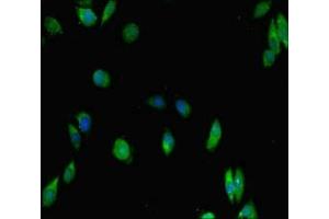 Immunofluorescent analysis of Hela cells using ABIN7150361 at dilution of 1:100 and Alexa Fluor 488-congugated AffiniPure Goat Anti-Rabbit IgG(H+L)