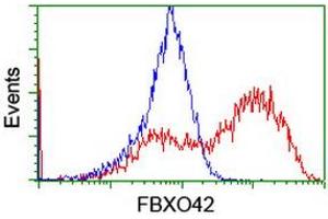 Image no. 4 for anti-F-Box Protein 42 (FBXO42) (AA 356-717) antibody (ABIN1491449) (FBXO42 anticorps  (AA 356-717))
