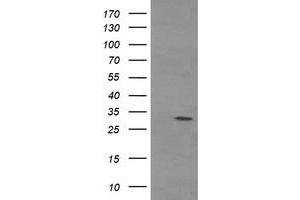 Image no. 1 for anti-Tryptase gamma 1 (TPSG1) (AA 20-283) antibody (ABIN1491160) (TPSG1 anticorps  (AA 20-283))