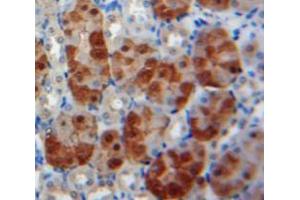 Used in DAB staining on fromalin fixed paraffin-embedded Kidney tissue (BMP6 anticorps  (AA 375-513))
