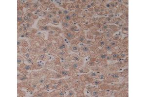 Used in DAB staining on fromalin fixed paraffin- embedded liver tissue (CYP26B1 anticorps  (AA 1-512))