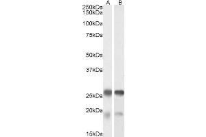 ABIN571099 (0. (Tppp anticorps  (Internal Region))