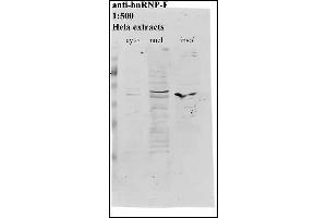Western Blotting (WB) image for anti-Heterogeneous Nuclear Ribonucleoprotein F (HNRNPF) antibody (ABIN108581)