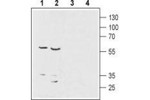Western blot analysis of rat kidney lysates (lanes 1 and 3) and rat brain membranes (lanes 2 and 4): - 1,2.