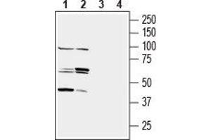 Western blot analysis of mouse (lanes 1 and 3) and rat (lanes 2 and 4) testis membranes: - 1,2.