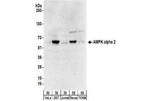 Immunoblotting: use at 0. (PRKAA2 anticorps)