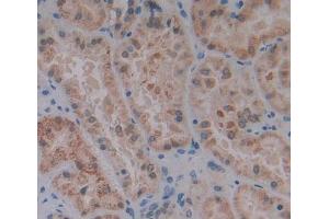 Used in DAB staining on fromalin fixed paraffin- embedded kidney tissue (IVD anticorps  (AA 1-235))