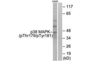 Western blot analysis of extracts from A549 cells treated with etoposide 25uM 24hours, using p38 MAPK (Phospho-Thr179+Tyr181) Antibody. (MAPK14 anticorps  (pThr179))