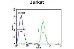 RNF8 Antibody flow cytometric analysis of Jurkat cells (right histogram) compared to a negative control cell (left histogram). (RNF8 anticorps)