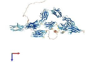 AlphaFold protein structure predicition of Human Recombinant MYBPC2 Protein, UniprotID Q14324
