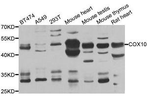 Western blot analysis of extracts of various cell lines, using COX10 antibody. (COX10 anticorps)