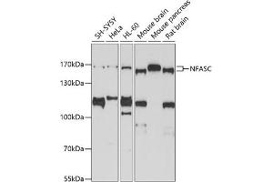 Western blot analysis of extracts of various cell lines, using NFASC antibody (ABIN3017266, ABIN3017267, ABIN3017268 and ABIN6220017) at 1:1000 dilution. (NFASC anticorps  (AA 830-1100))