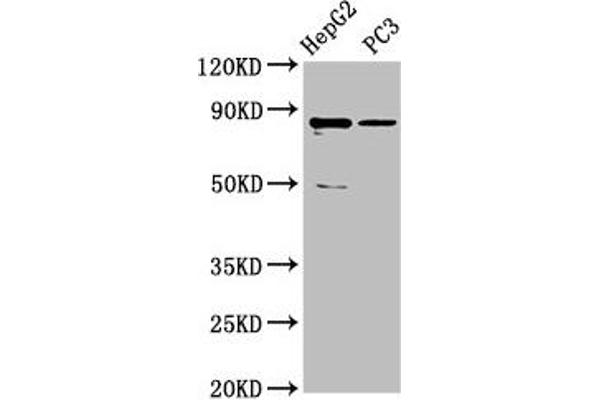 CCDC17 anticorps  (AA 574-651)