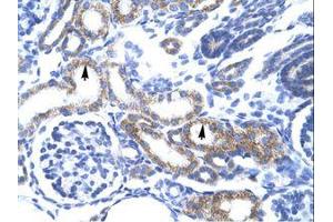 Image no. 1 for anti-Zinc Finger, AN1-Type Domain 6 (ZFAND6) (AA 125-174) antibody (ABIN202067)