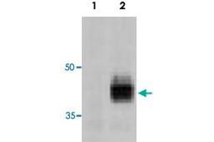 Detection of Fasl in 293T cells transfected with a Fasl expression plasmid (Lane 2). (FASL anticorps  (AA 196-220))