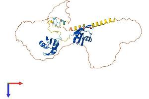 AlphaFold protein structure predicition of Mouse Recombinant Rbm4 Protein, UniprotID Q8C7Q4