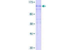 SDS-PAGE (SDS) image for Endothelial PAS Domain Protein 1 (EPAS1) (AA 1-870) protein (GST tag) (ABIN1352871)