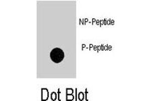 Dot blot analysis of NOMO1 (phospho S1205) polyclonal antibody  on nitrocellulose membrane. (NOMO1 anticorps  (pSer1205))