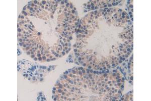 Used in DAB staining on fromalin fixed paraffin- embedded testis tissue