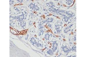 Immunohistochemistry of paraffin-embedded Human breast using CD36 Polyclonal Antibody at dilution of 1:200 (40x lens). (CD36 anticorps)