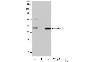 IP Image Immunoprecipitation of AKR1C3 protein from HepG2 whole cell extracts using 5 μg of AKR1C3 antibody [C2C3], C-term, Western blot analysis was performed using AKR1C3 antibody [C2C3], C-term, EasyBlot anti-Rabbit IgG  was used as a secondary reagent.